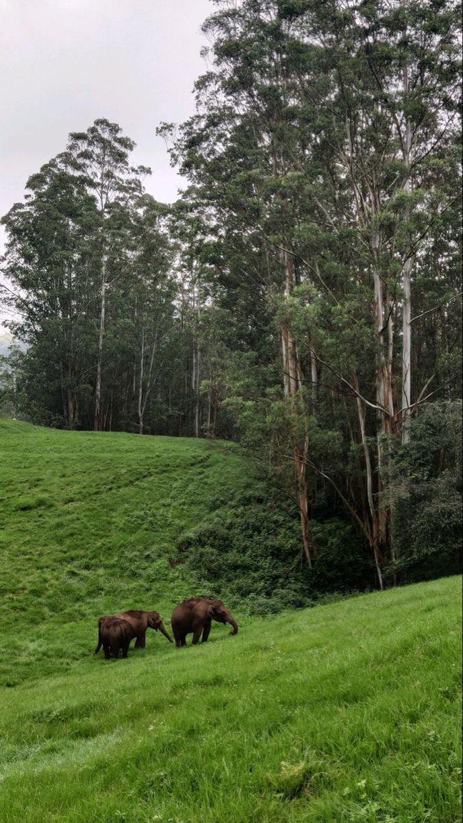 Nature Image