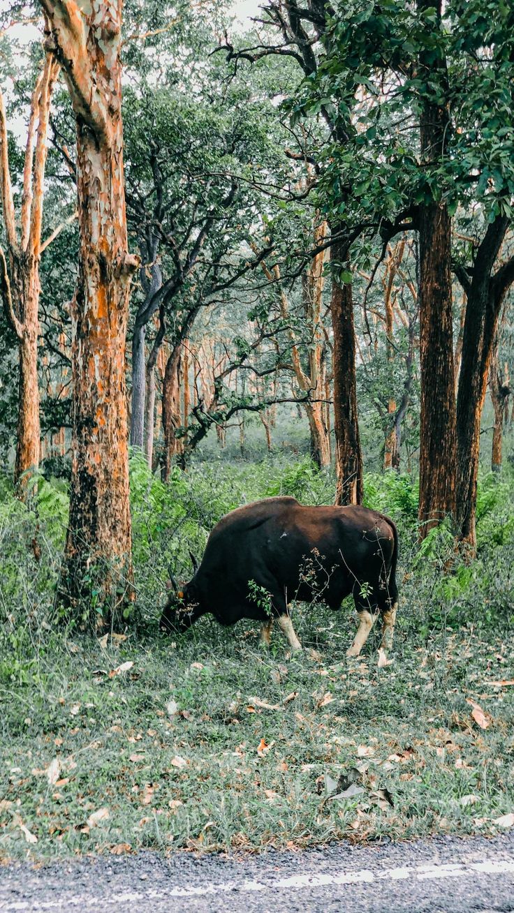Nature Image